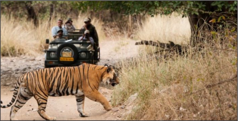 Wildlife Safari In Madhya Pradesh