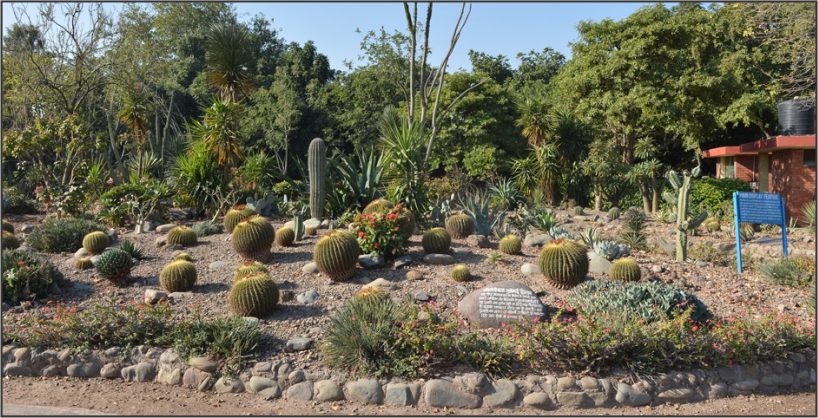 Cactus Garden in Haryana