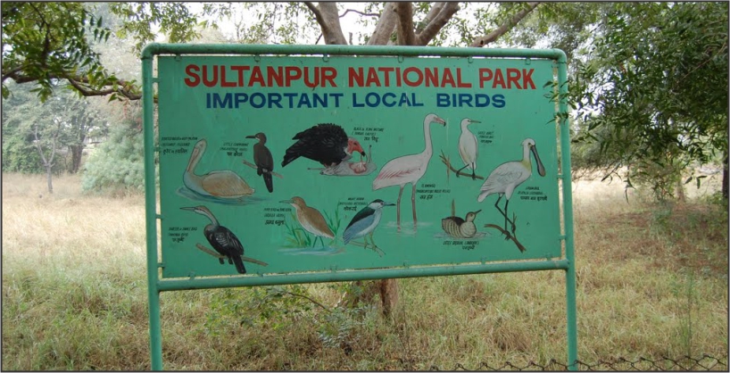 Sultanpur National Park in Haryana