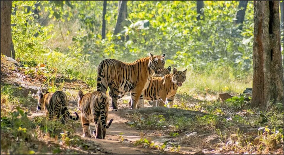 Wildlife Sanctuaries In Madhya Pradesh